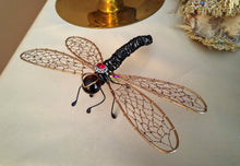 Black and bronze dragonfly